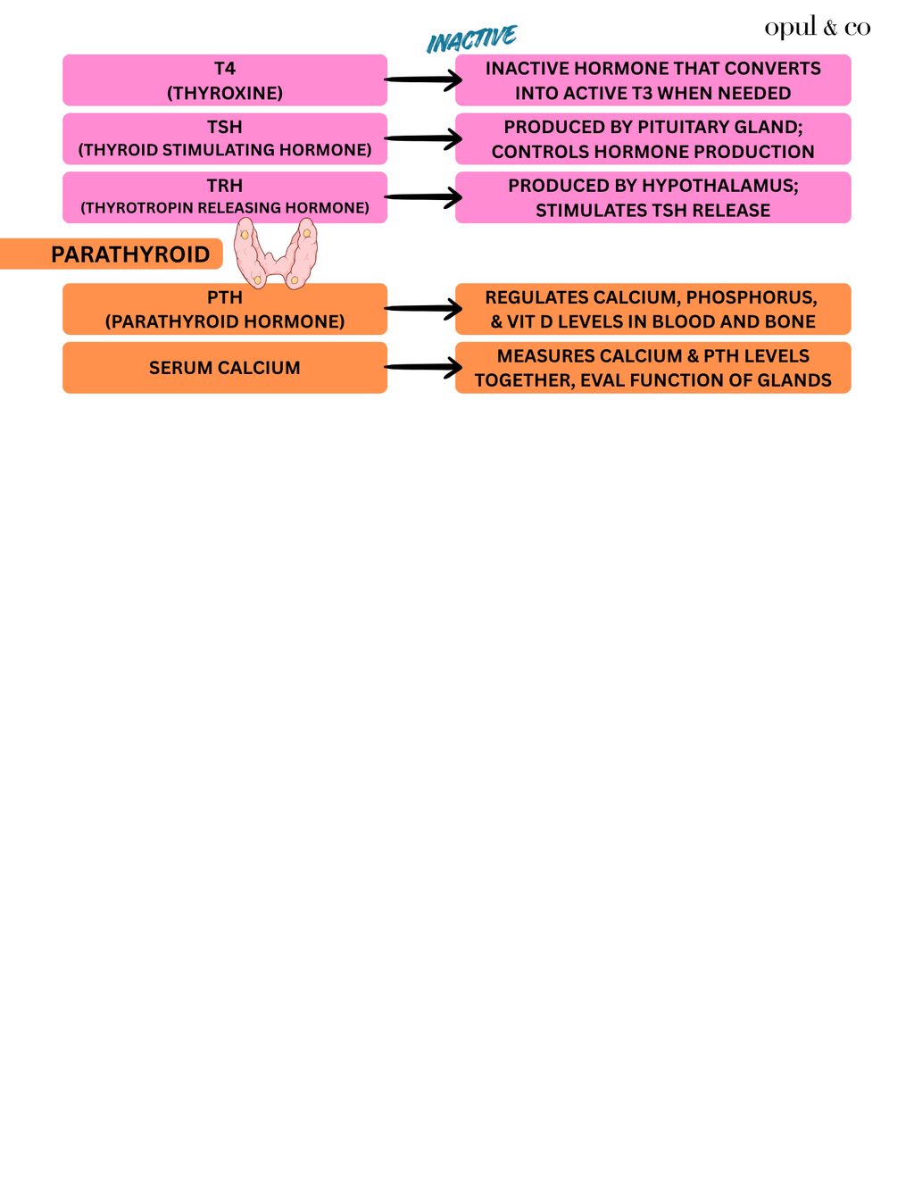 Lab Values FREE Downloadable PDF