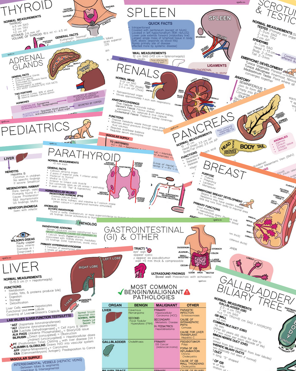 Abdomen & Small Parts Test Prep Guide